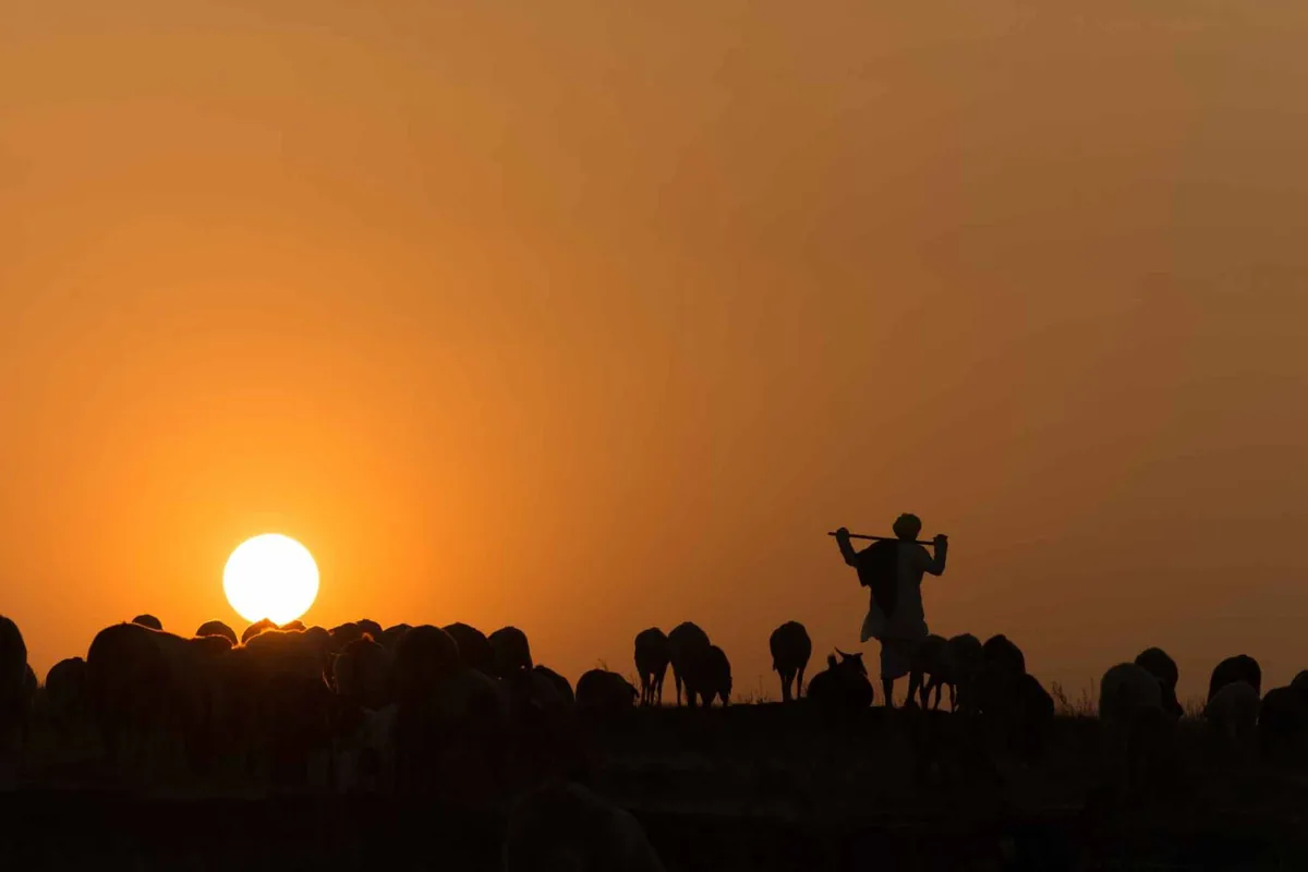 Pastoralists at sunset, from ATREE's ecology and conservation work